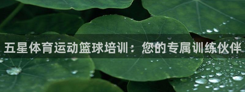 福建杏悦机电股份公司：五星体育运动篮球培训：您的专属训练伙伴