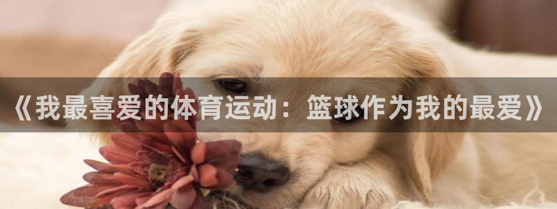 杏悦体育eon：《我最喜爱的体育运动：篮球作为我的最爱》